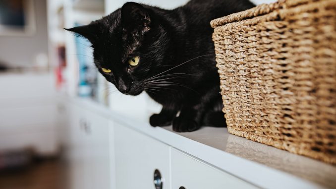 kaboompics_Black cat by a wicker basket on a white bookcase shelf (1)