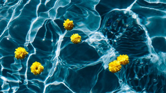 kaboompics_Small yellow flowers floating in the pool