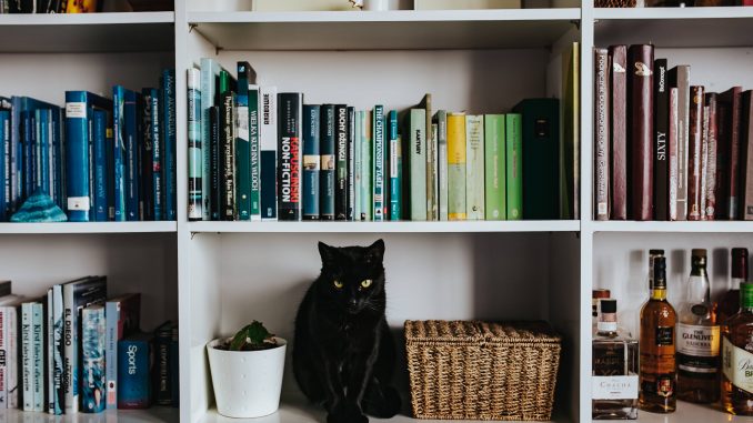 kaboompics_Black cat by a wicker basket on a white bookcase shelf (2)